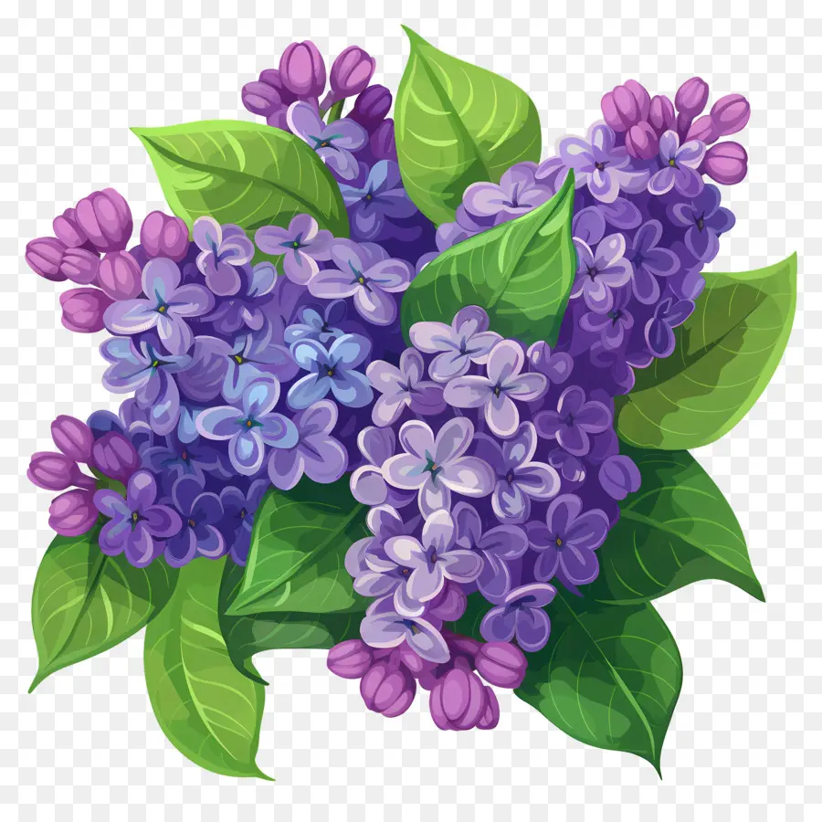 Lilas Moradas，Lila Púrpura PNG