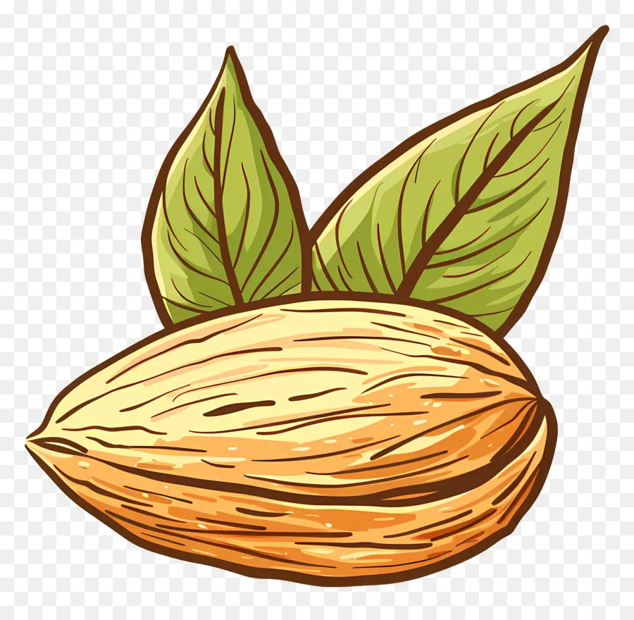 Almendra única，Almendras PNG