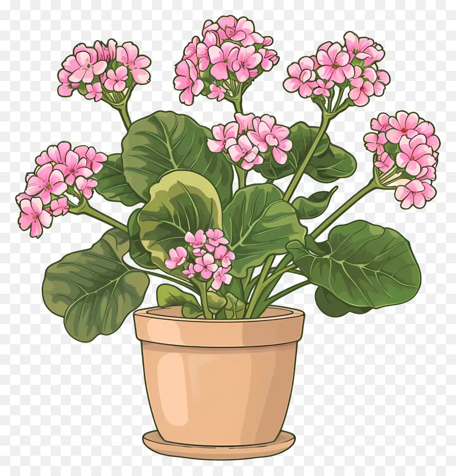 Kalanchoe，Flores De Color Rosa PNG