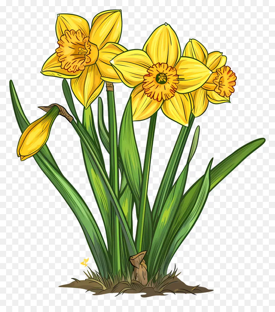 Narcisos Amarillos，Primavera PNG