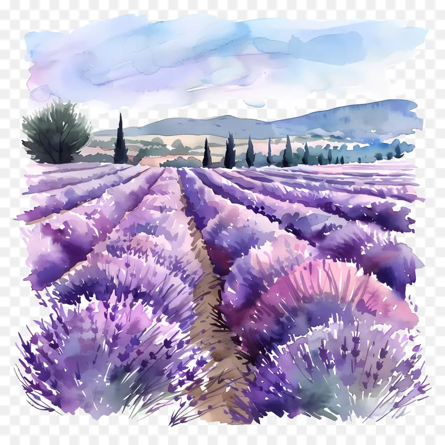 Los Campos De Lavanda，Pintura A La Acuarela PNG