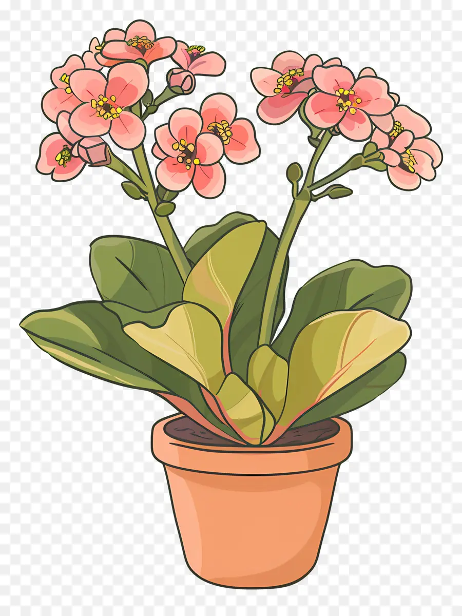 Kalanchoe，Bromelación Infantil PNG