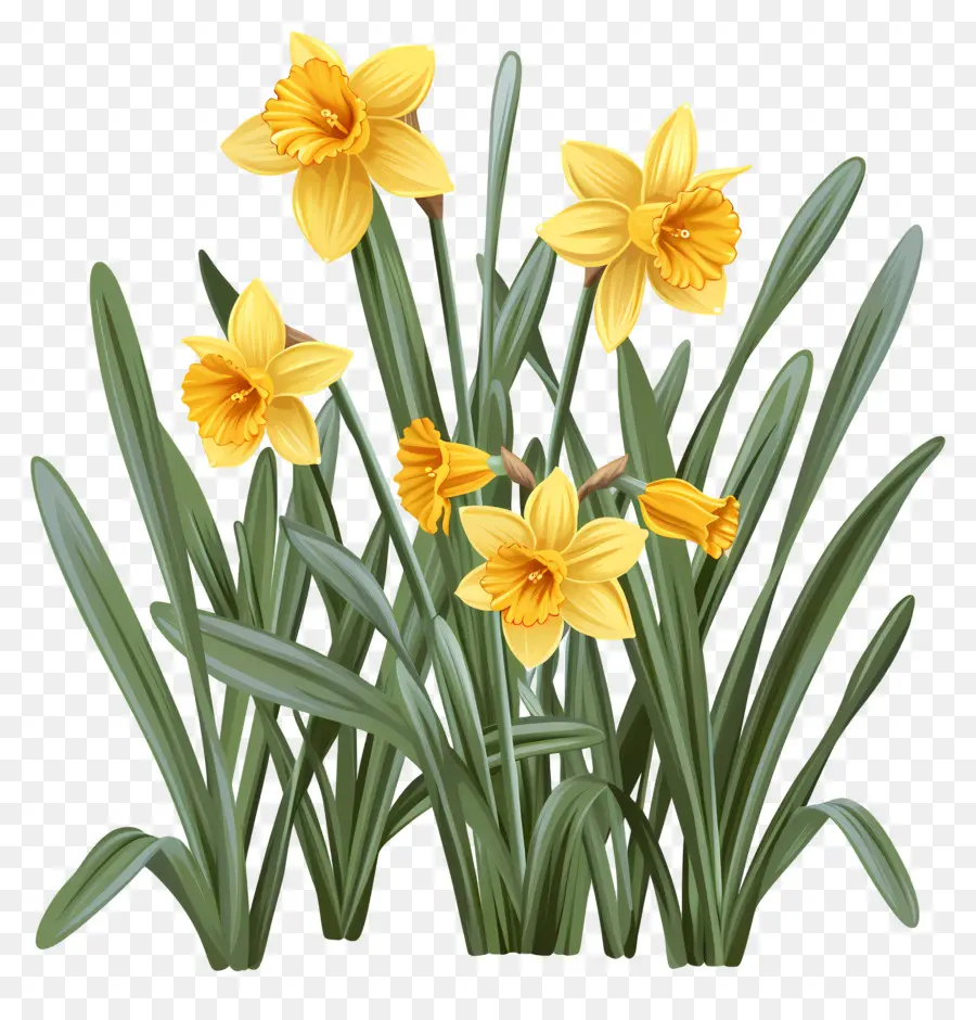 Narcisos Amarillos，Los Narcisos PNG