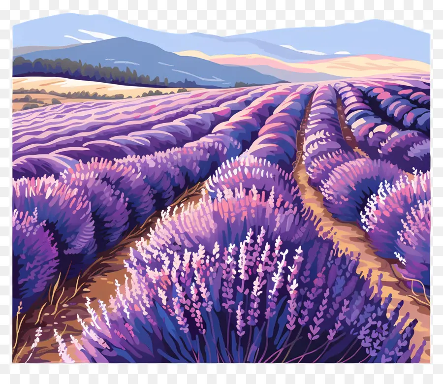 Los Campos De Lavanda，Lavanda PNG