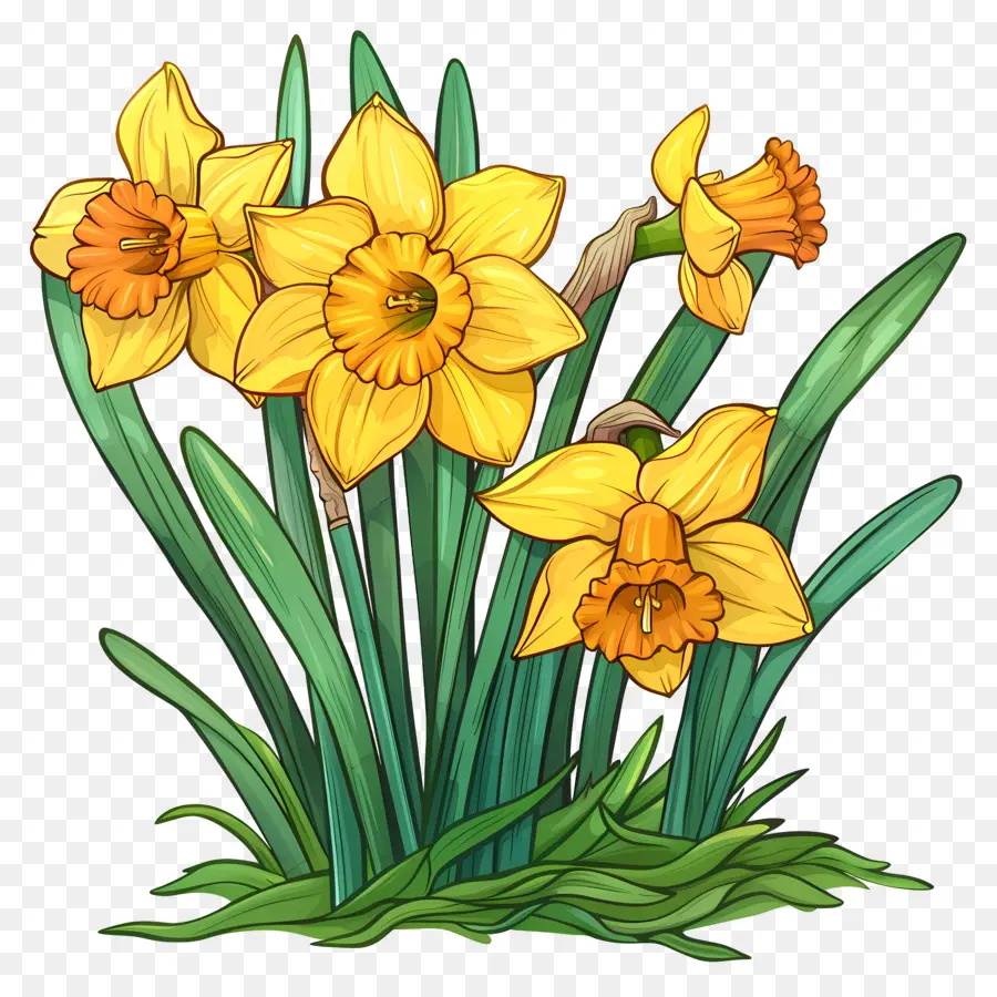 Narcisos Amarillos，Los Narcisos PNG