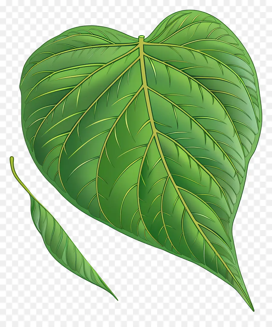 Verde Hoja，La Hoja De Arce PNG