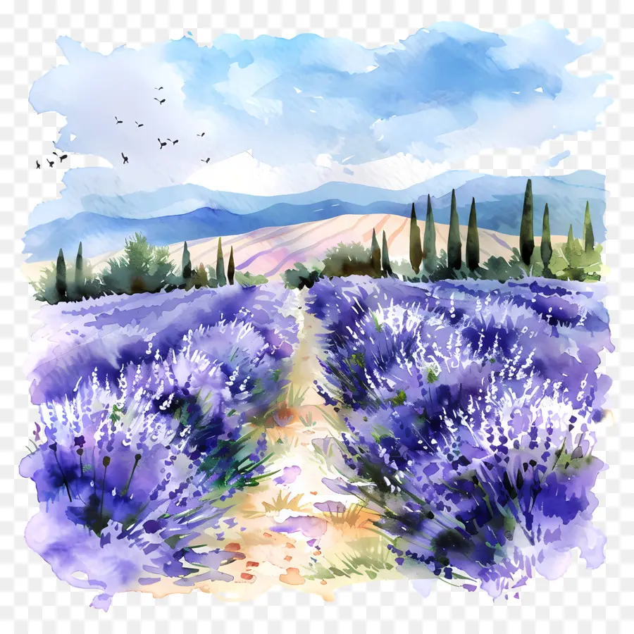 Campos De Lavanda，Campo De Lavanda PNG