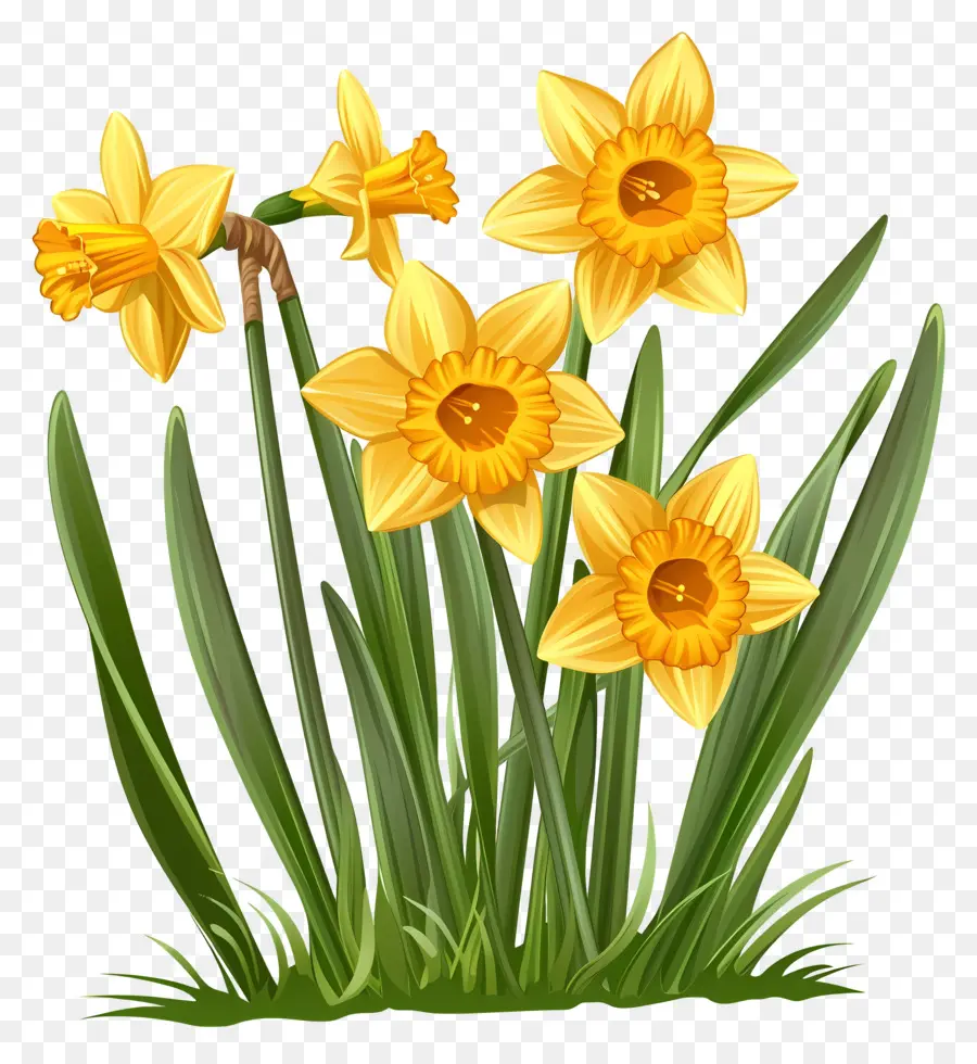 Narcisos Amarillos，Los Narcisos PNG