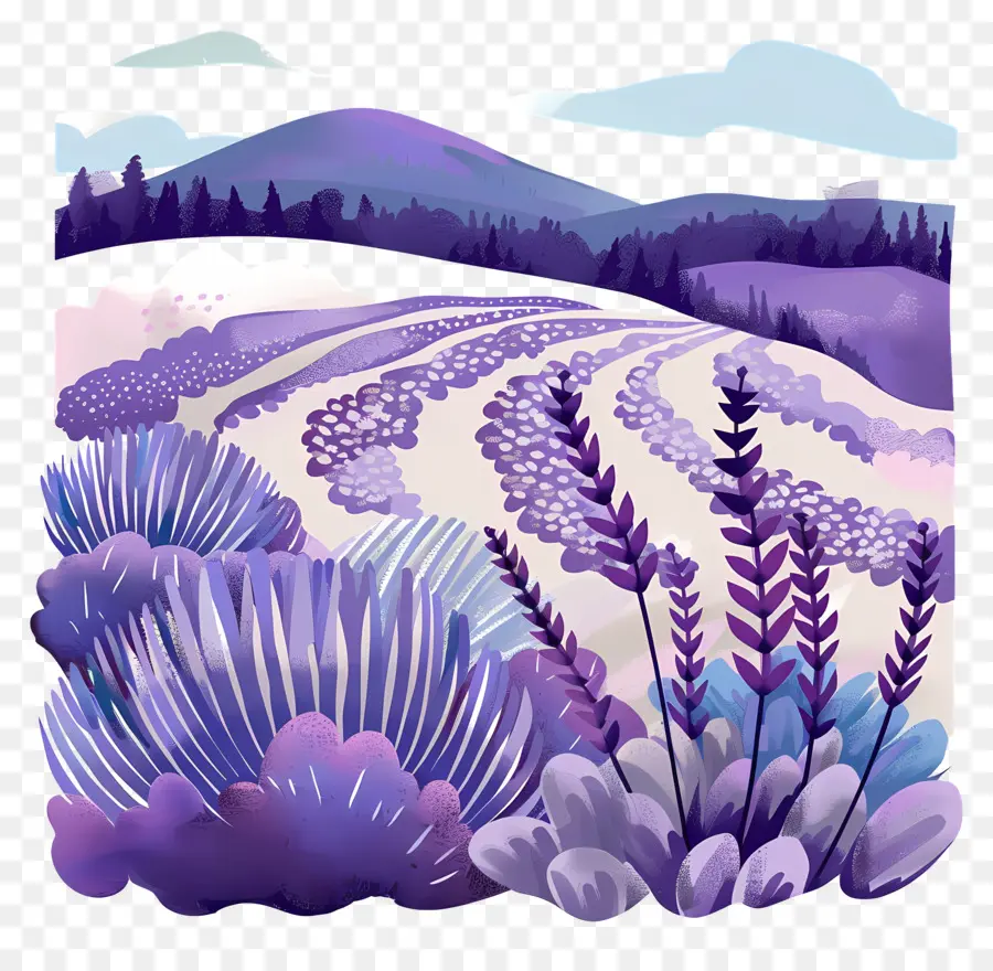 Los Campos De Lavanda，La Fotografía De Paisaje PNG