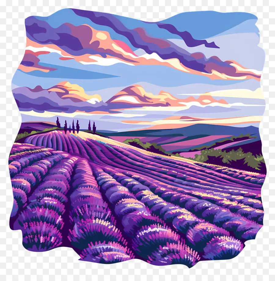 Campos De Lavanda，Campo De Lavanda PNG