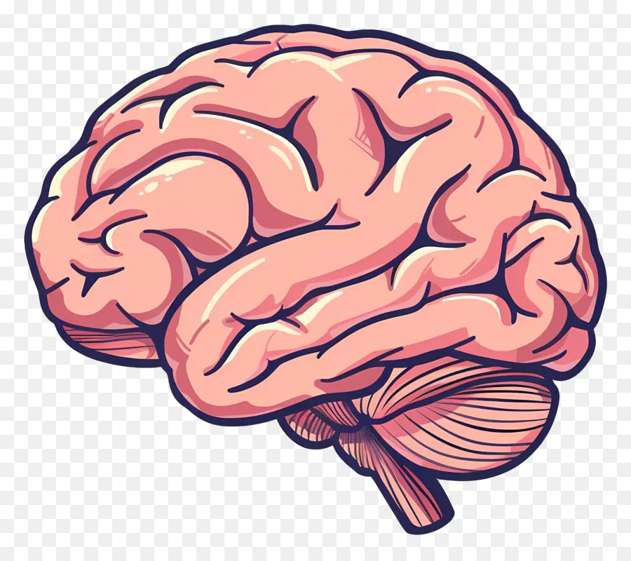 Cerebro，El Cerebro Humano PNG