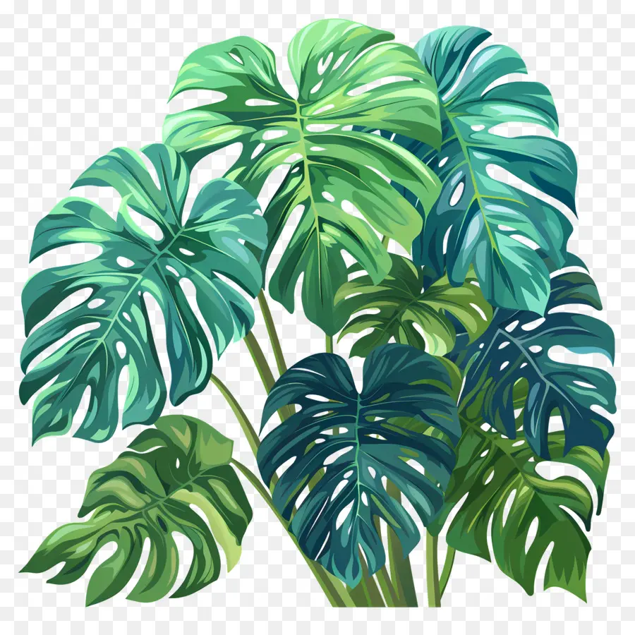 Hojas De Monstera，Plantas De Monstruos Verdes PNG