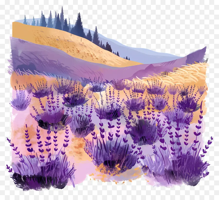 Campos De Lavanda，Campo De Lavanda PNG