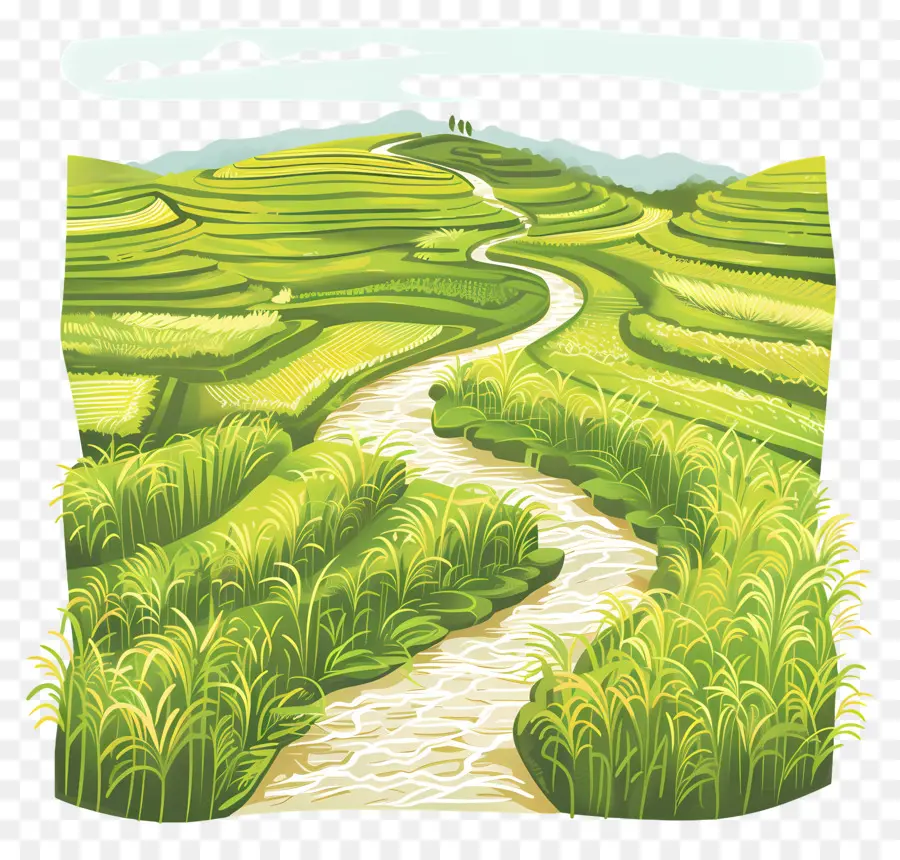 Campos De Arroz，Campo De Arroz Verde PNG