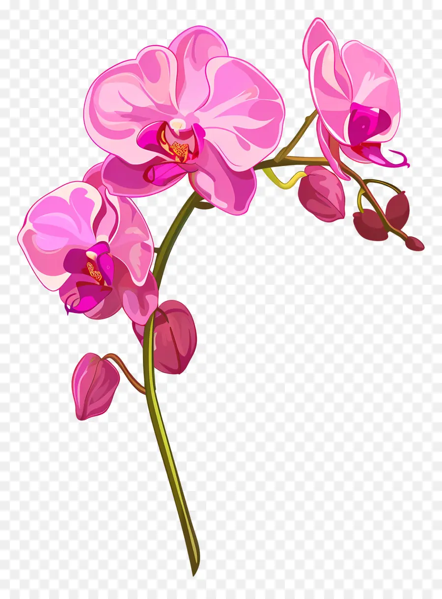 Flor De Orquídea Rosa，Pink Orchid PNG