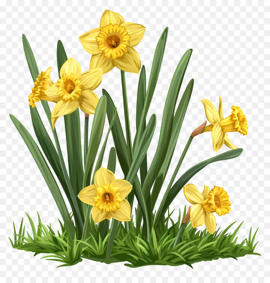 Narcisos Amarillos，Los Narcisos PNG