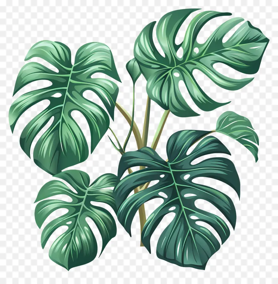 Hojas De Monstera，Monstera De La Hoja PNG