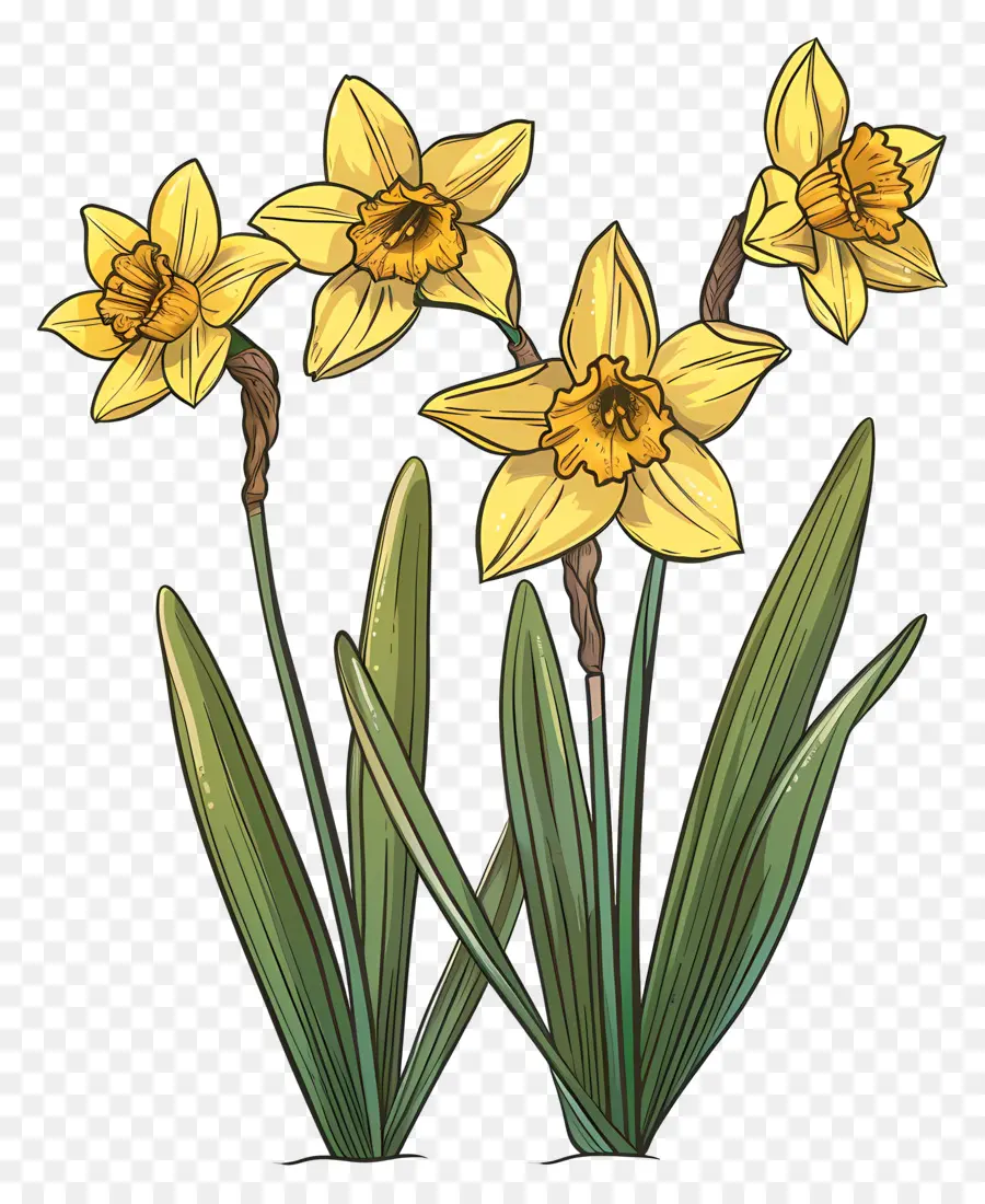 Narcisos Amarillos，Los Narcisos PNG