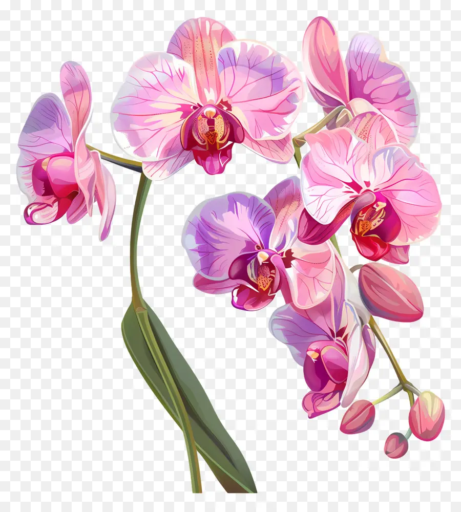 Flor De Orquídea Rosa，Orquídeas PNG