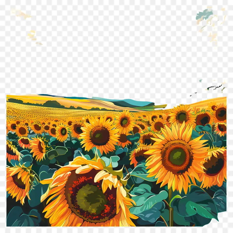 Campos De Girasoles，Girasoles PNG