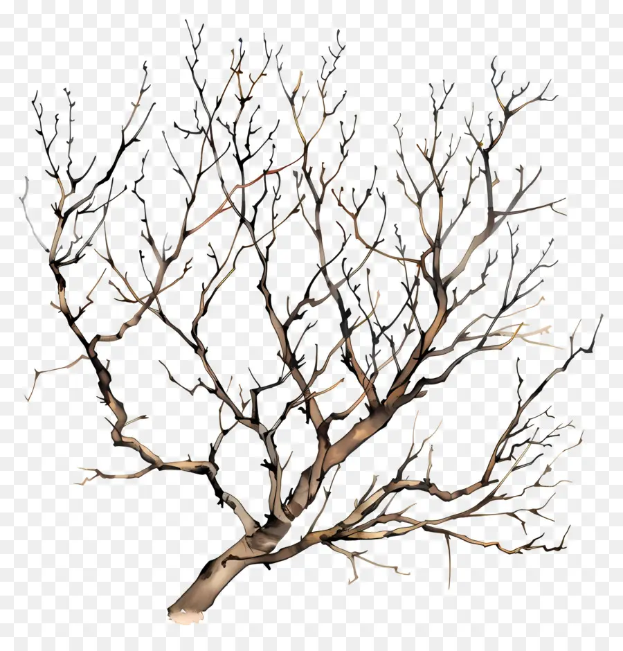 Ramas Desnudas，árbol Muerto PNG