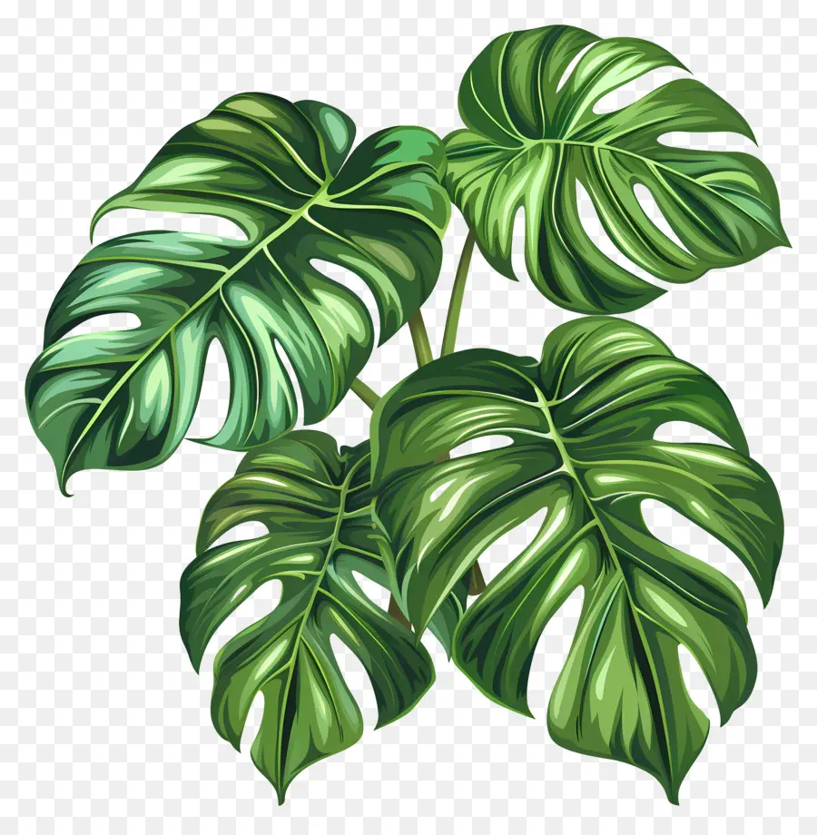 Hojas De Monstera，Hojas De Monstruo Verde PNG