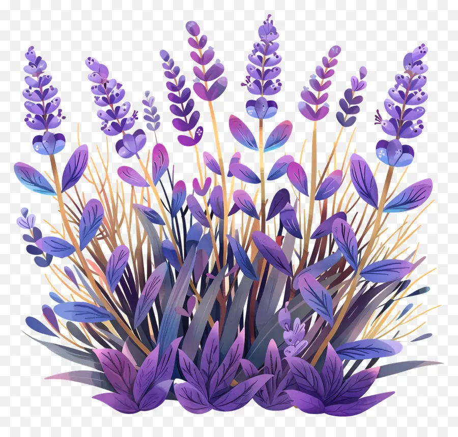 Los Campos De Lavanda，Las Flores De Lavanda PNG