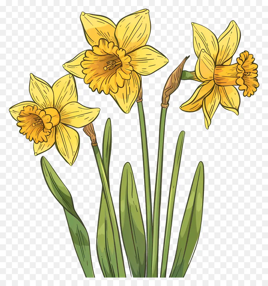 Narcisos Amarillos，Primavera PNG