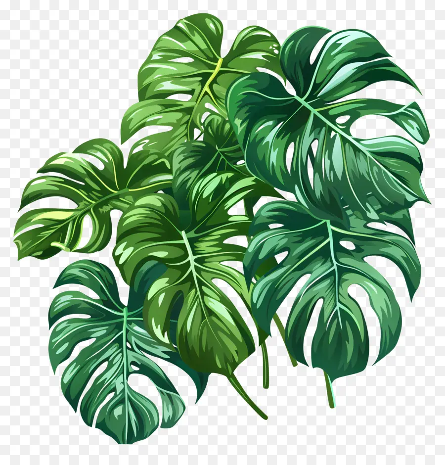 Hojas De Monstera，Monstera De La Hoja PNG