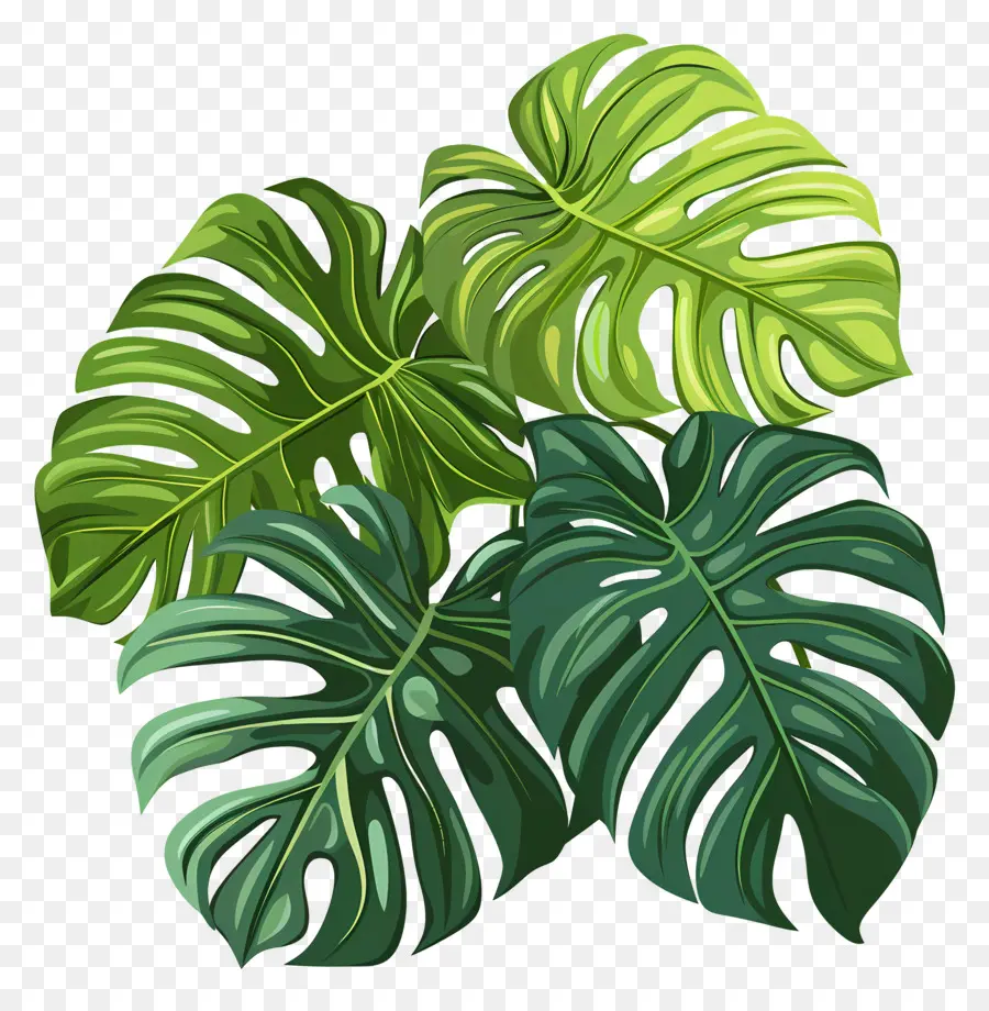 Hojas De Monstera，Hoja Verde PNG