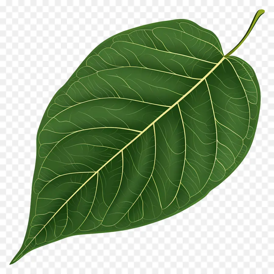 Verde Hoja，Hoja Curva PNG