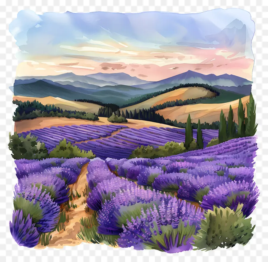 Los Campos De Lavanda，Paisaje Al Atardecer PNG