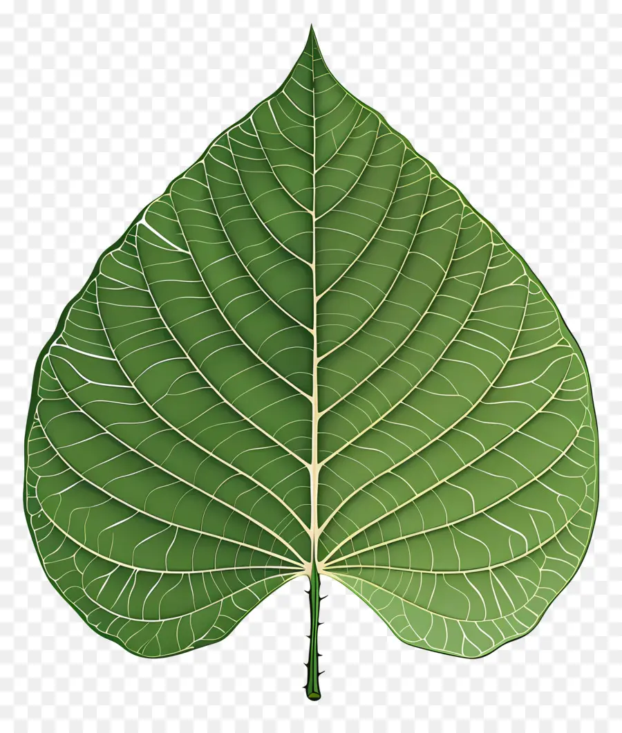 Hoja De árbol De Bodhi，Verde Hoja PNG