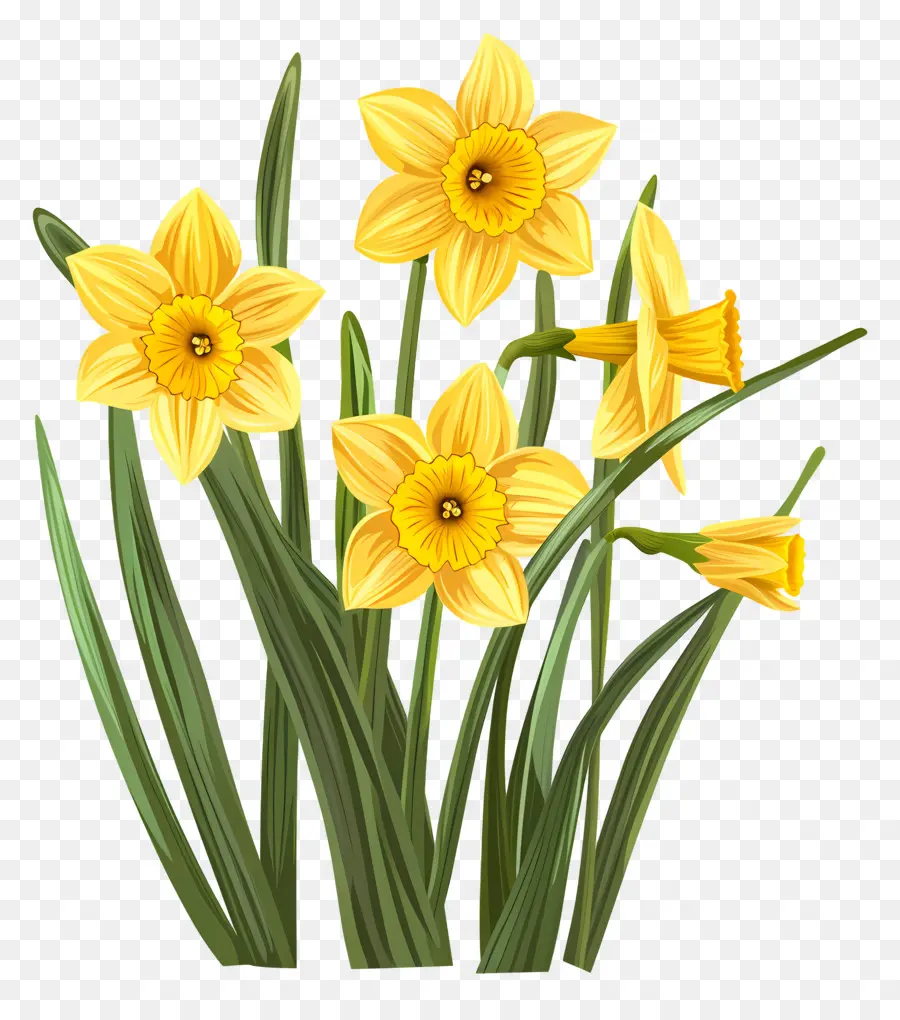 Narcisos Amarillos，Los Narcisos PNG