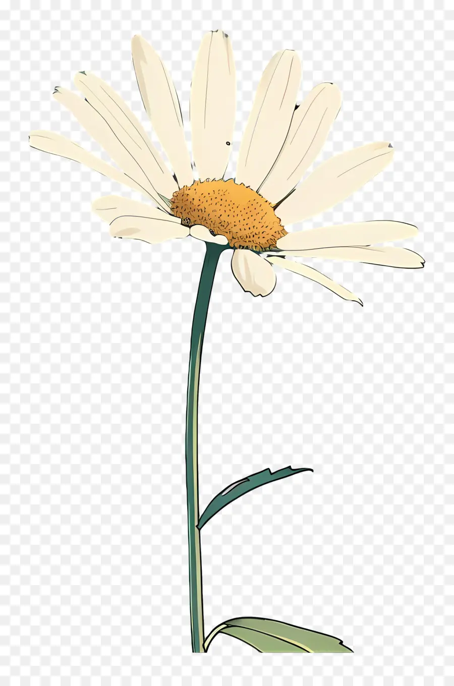 Margarita，Daisy Blanco PNG