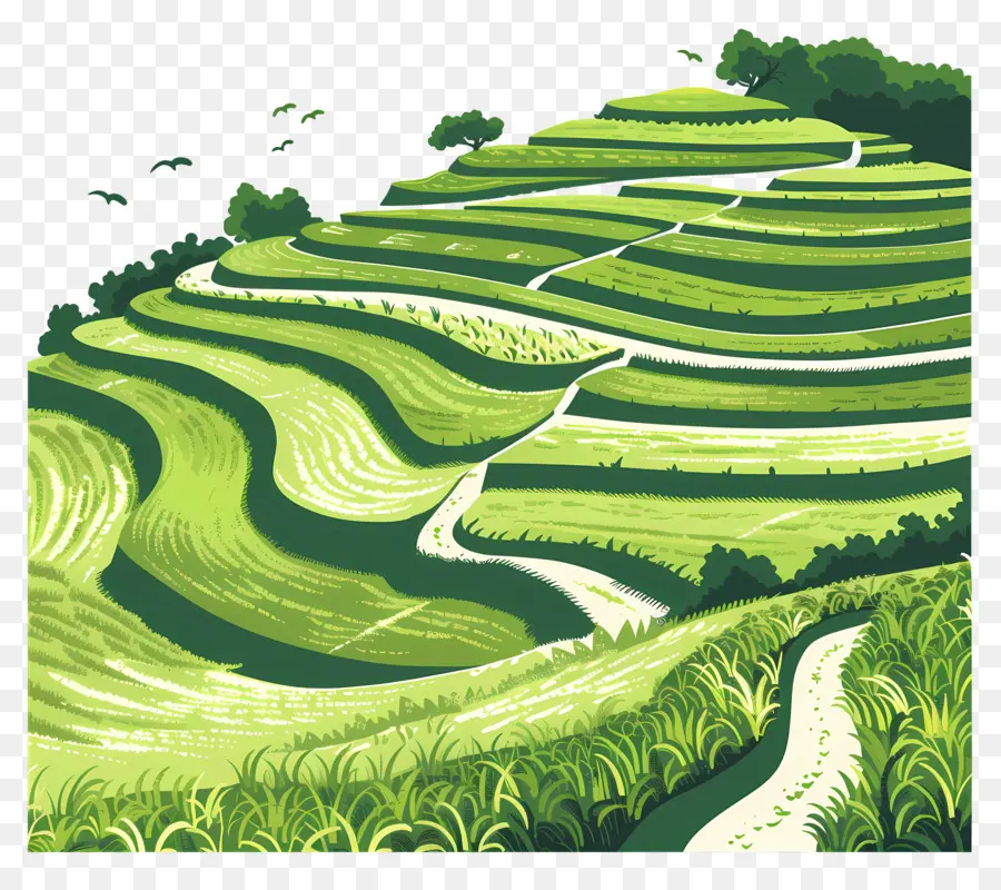 Campos De Arroz，Arroz Paddy PNG