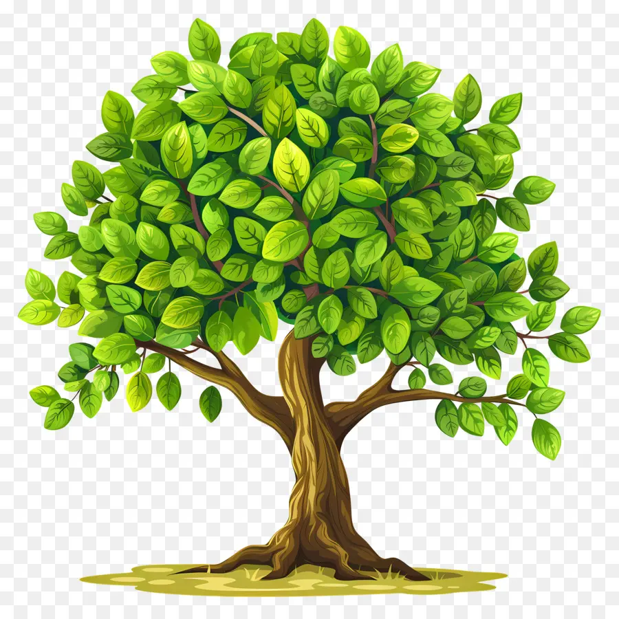 árbol Verde，Árbol PNG