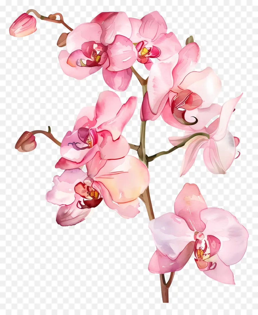 Flor De Orquídea Rosa，Pink Orchid PNG