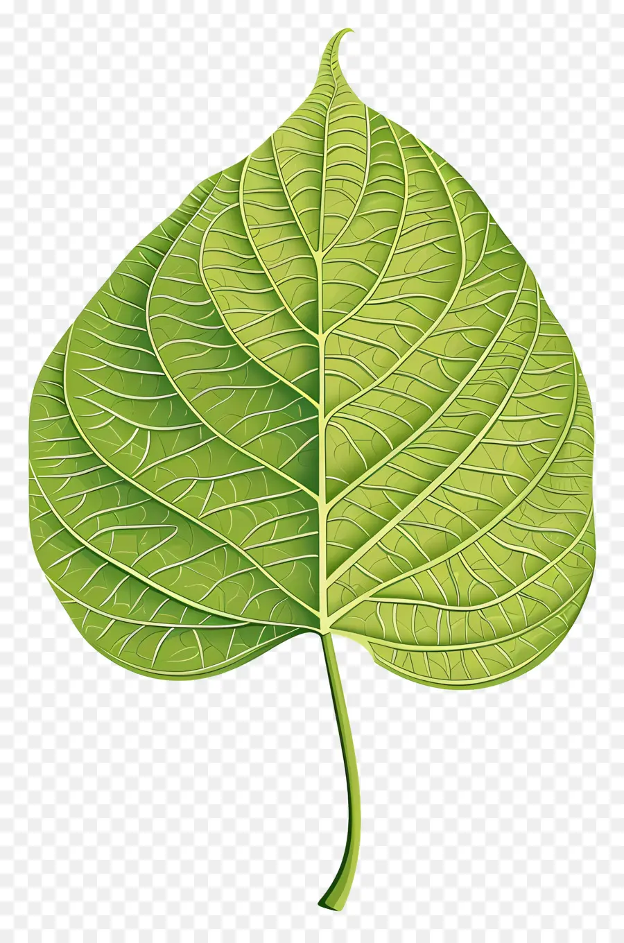 Hoja De árbol De Bodhi，Hoja De Plástico PNG