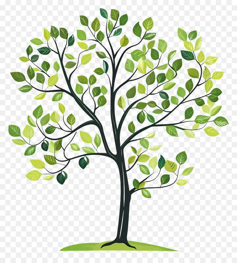 árbol Verde，Árbol PNG