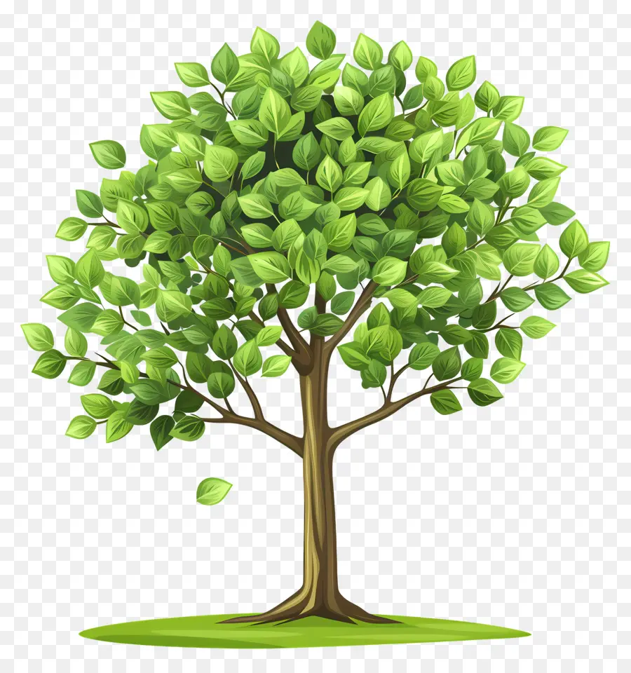 árbol Verde，Hojas Exuberantes PNG