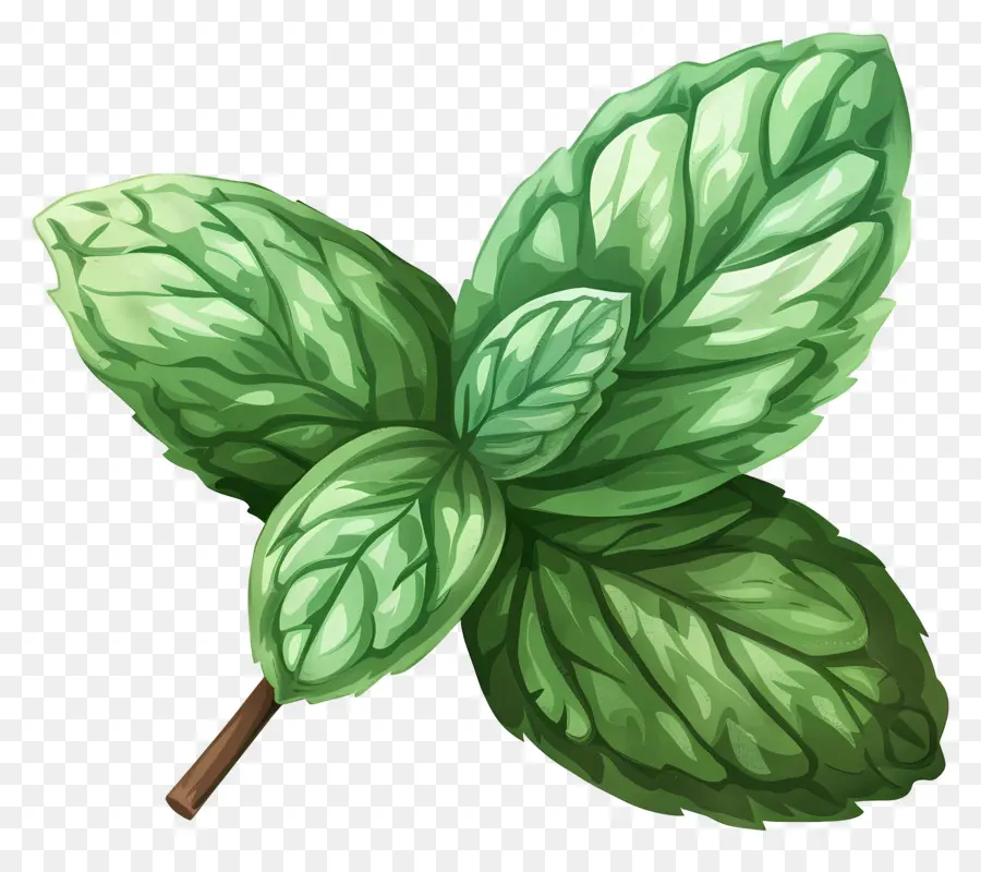 Hoja De Menta，Hojas De Menta PNG