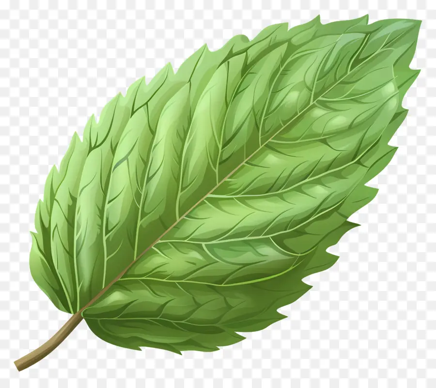 Hoja De Menta，Hojas Verdes PNG