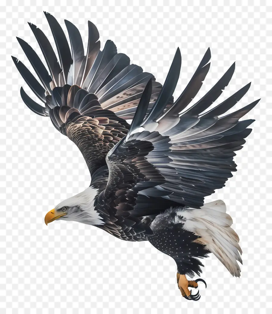 American Eagle Día，águila Calva PNG