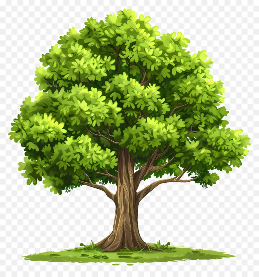 árbol Verde，Árbol PNG