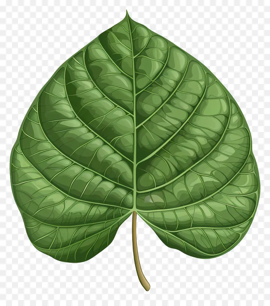 Hoja De árbol De Bodhi，Plantas Tropicales PNG