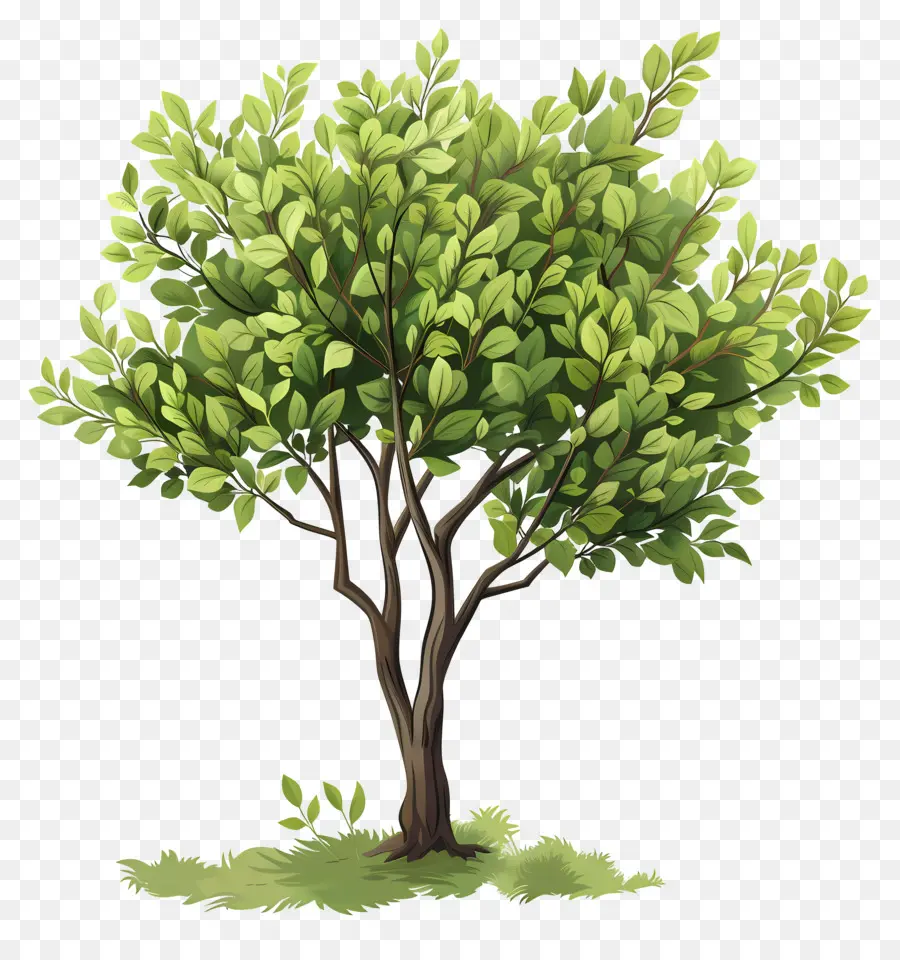 árbol Verde，Árbol PNG