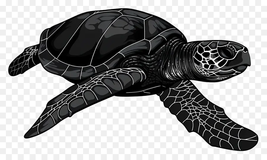 Tortuga De Mar，Tortuga PNG