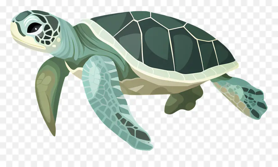 Tortuga De Dibujos Animados，Tortuga Negra PNG