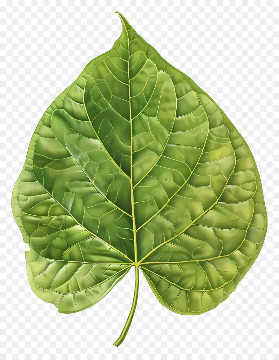 Hoja De árbol De Bodhi，Verde Hoja PNG